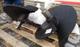 Шнек 500 600 700 для Delta RD50 RD35 Impulse M50